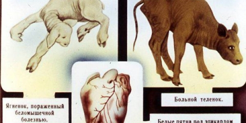 Bolest bijelih mišića teladi: liječenje